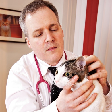 CatsOnly Tierarztpraxis Hamburg Dr. Michael Garner